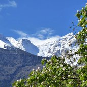 fruehling bei schlanders blick richtung weisswand und quitte