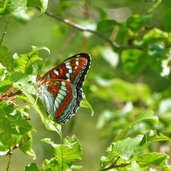 eisvogel schmetterling