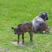 rinder beim wannserhof