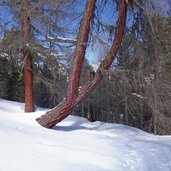 winter wanderweg nr lagauntal nach bergl alm