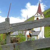 st johann in wanns walten katze