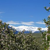 obstbluete bei kortsch dahinter piz chavalatsch