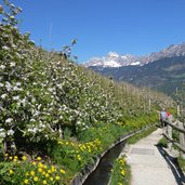 marlinger waalweg apfelbluete