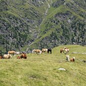 pferde und rinder auf hochalmwiesen am weg fagls