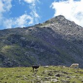 lamas auf falser alm