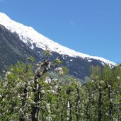 obstbau nahe sandhof passeiertal dahinter jaufenkamm