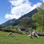 schafherde nahe sandhof passeiertal