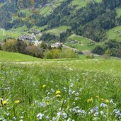 weg a moerre schweinsteg blumenwiesen bei stauden hoefe