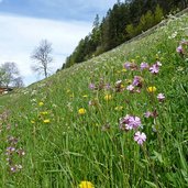 weg a moerre schweinsteg blumenwiesen bei stauden hoefe fruehling