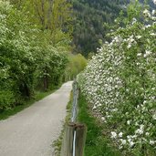 obstbluete passeiertal bei saltaus