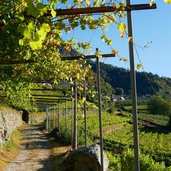 burgweg weg nr von mitterplars zum algunder waalweg herst reben wein