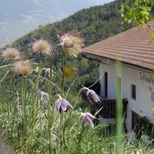 pulsatilla bei schlosshof montani