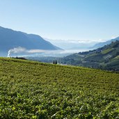 weinberge bei meraner talkessel bis algund forst