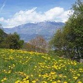 wiese bei obermontani