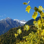 vellau aussicht zur zielspitze herbst und reben weinbau