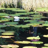 hafling suflner weiher seerosen