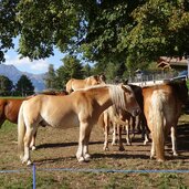 st kathrein bei hafling und haflinger zucht pferde