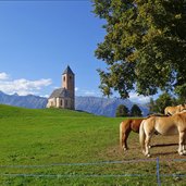 st kathrein bei hafling und haflinger zucht pferde