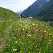 ackerwaal bei matsch matschertal blumen und waalweg