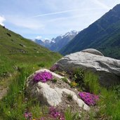 ackerwaal bei matsch matschertal