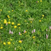 matschertal blumenwiesen