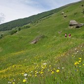 blumenwiese am ackerwaal