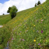 wiesen am stuller mahder weg b