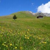 almwiesen dahinter jaufenkamm bei hochwart fr