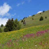 wiesen am stuller mahder weg b