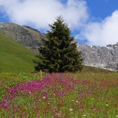 almwiesen dahinter jaufenkamm bei hochwart und kreuzspitze