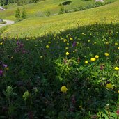 wiesen am stuller mahder weg b