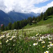 wiesen am stuller mahder weg b