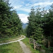 tannen am marlingerhoehenweg