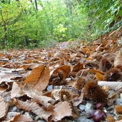 marlinger hoehenweg im herbst