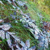 regen tau tropfen auf herbstlaub