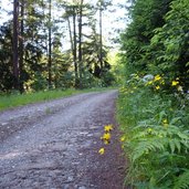 weg nach st anna pfistrad forststrasse