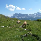 haflinger pferde auf gardenaccia wiesen