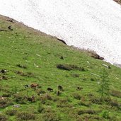 schneereste und ziegen bei pfistradalm