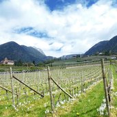 nickender milchstern fruehling bei labers meran