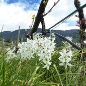 nickender milchstern fruehling bei labers meran