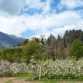 schloss goyen und apfelbluete naiftal