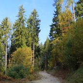 rasteinweg schenna schennaberg herbst