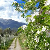 weg b bei labers meran apfelbluete