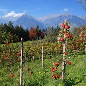 salfgut hof bei schenna aepfel