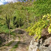 waldrand bei labers fruehling