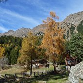 herbst laerchenwald texelgruppe leiteralm