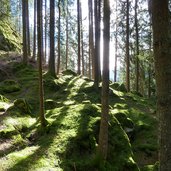 weg leiteralm vellau wald moos