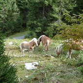 a haflinger pferde bei uflas