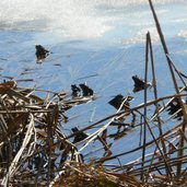 Felixer Weiher Deutschnonsberg P froesche