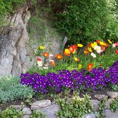 meran tappeiner weg blumen